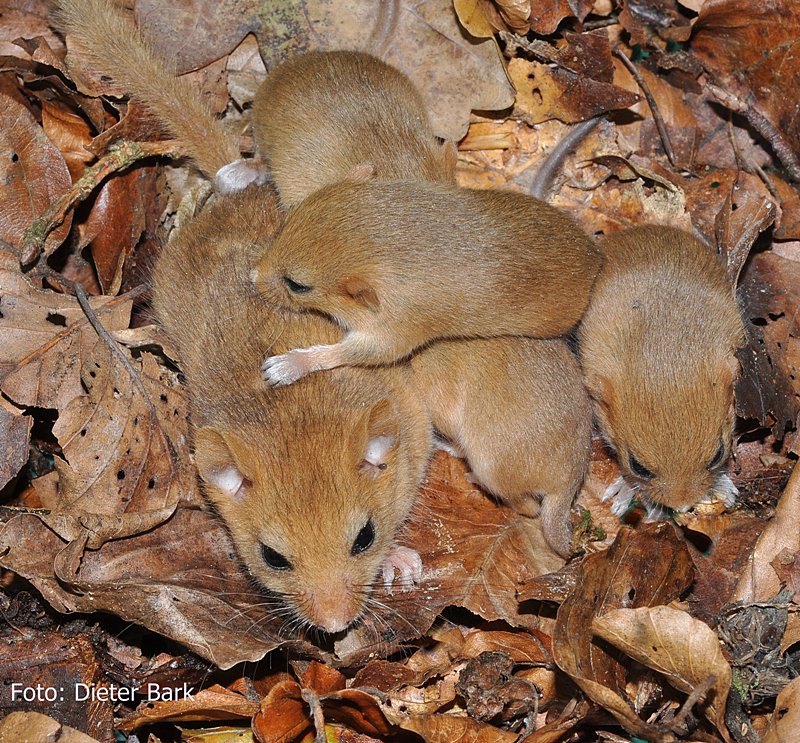 02 Haselmaus mit 4 Jungen im Nistkasten